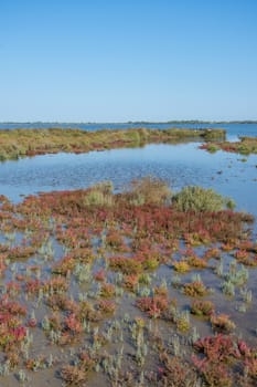landscape of Camargues in the south of France. Ornithological nature reserve
