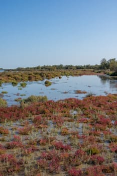 landscape of Camargues in the south of France. Ornithological nature reserve