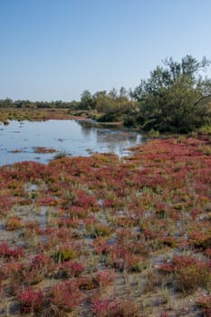landscape of Camargues in the south of France. Ornithological nature reserve