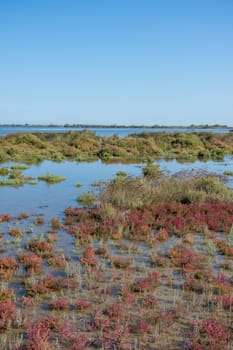 landscape of Camargues in the south of France. Ornithological nature reserve