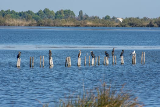 landscape of Camargues in the south of France. Ornithological nature reserve