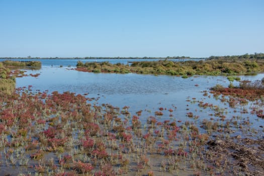 landscape of Camargues in the south of France. Ornithological nature reserve