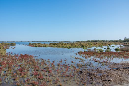 landscape of Camargues in the south of France. Ornithological nature reserve