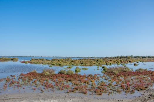 landscape of Camargues in the south of France. Ornithological nature reserve