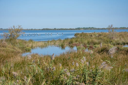 landscape of Camargues in the south of France. Ornithological nature reserve