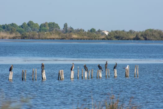 landscape of Camargues in the south of France. Ornithological nature reserve