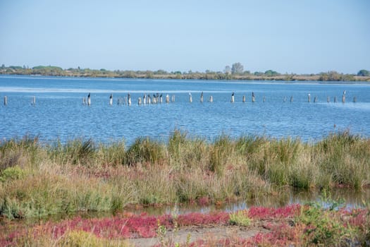 landscape of Camargues in the south of France. Ornithological nature reserve