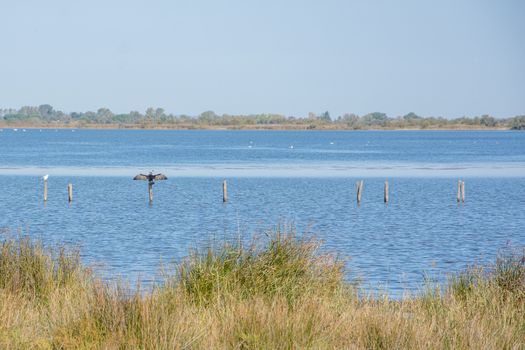 landscape of Camargues in the south of France. Ornithological nature reserve