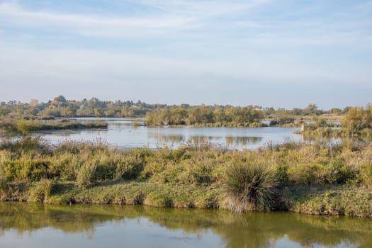 landscape of Camargues in the south of France. Ornithological nature reserve