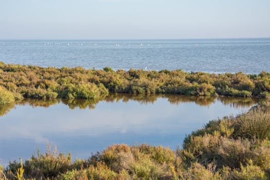 landscape of Camargues in the south of France. Ornithological nature reserve