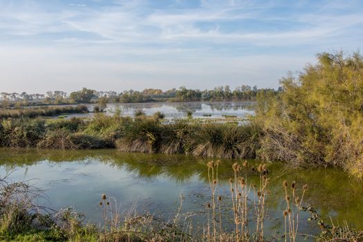 landscape of Camargues in the south of France. Ornithological nature reserve