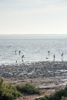landscape of Camargues in the south of France. Ornithological nature reserve