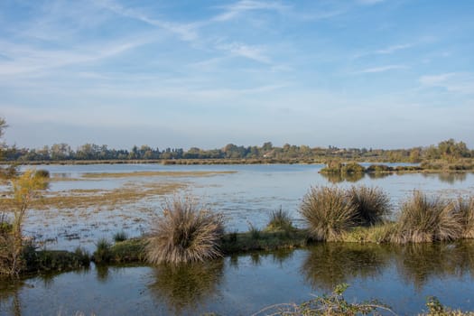 landscape of Camargues in the south of France. Ornithological nature reserve