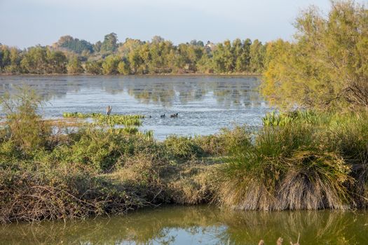 landscape of Camargues in the south of France. Ornithological nature reserve