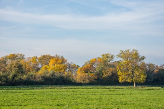 landscape of Camargues in the south of France. Ornithological nature reserve