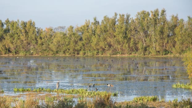 landscape of Camargues in the south of France. Ornithological nature reserve