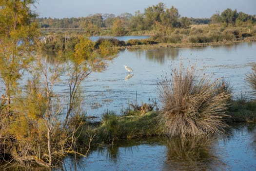 landscape of Camargues in the south of France. Ornithological nature reserve