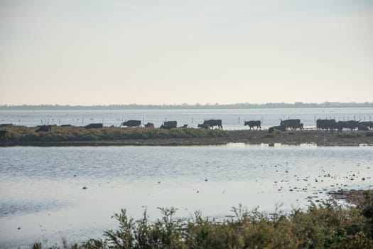 landscape of Camargues in the south of France. Ornithological nature reserve