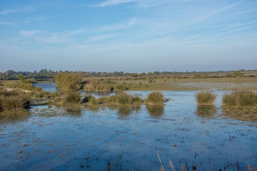 landscape of Camargues in the south of France. Ornithological nature reserve