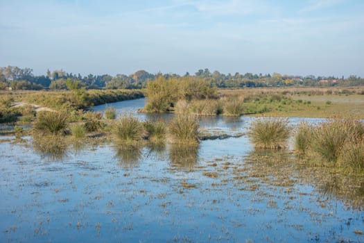 landscape of Camargues in the south of France. Ornithological nature reserve