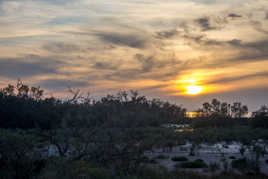 landscape of Camargues in the south of France. Ornithological nature reserve