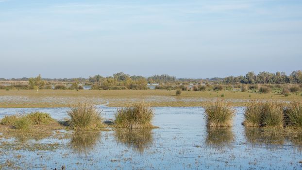 landscape of Camargues in the south of France. Ornithological nature reserve