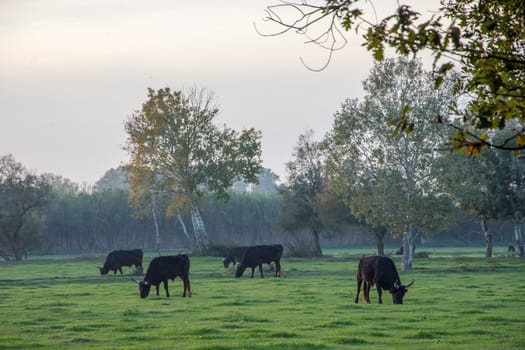 landscape of Camargues in the south of France. Ornithological nature reserve