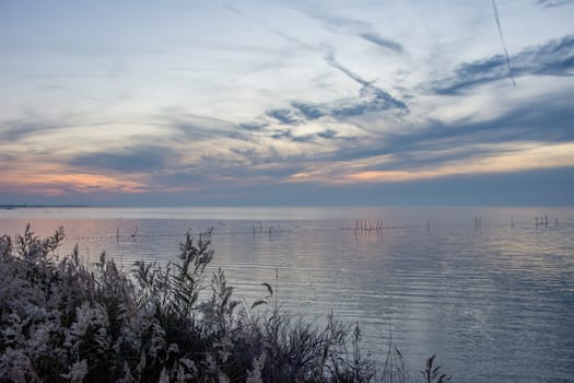 landscape of Camargues in the south of France. Ornithological nature reserve