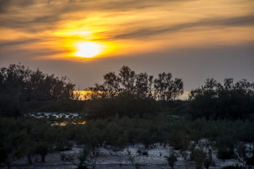 landscape of Camargues in the south of France. Ornithological nature reserve