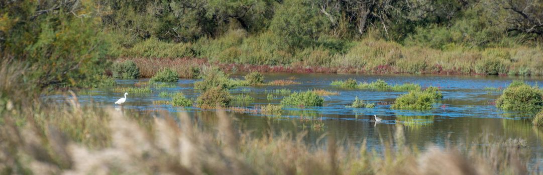 landscape of Camargues in the south of France. Ornithological nature reserve