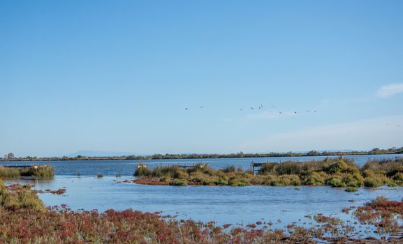 landscape of Camargues in the south of France. Ornithological nature reserve