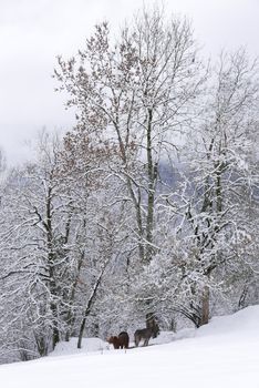 holiday at the foot of Mont Blanc in winter in the Chamonix Valley, France