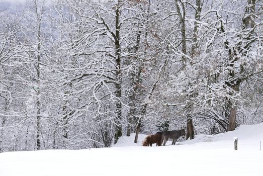 holiday at the foot of Mont Blanc in winter in the Chamonix Valley, France