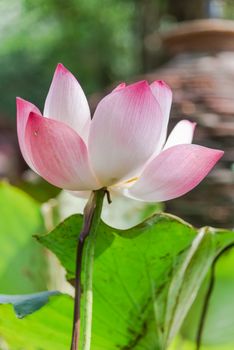 Bright pink and white lotus flower in full bloom with nice natural bokeh background. Blossom lotus with large green leaf at summertime in Vietnam.