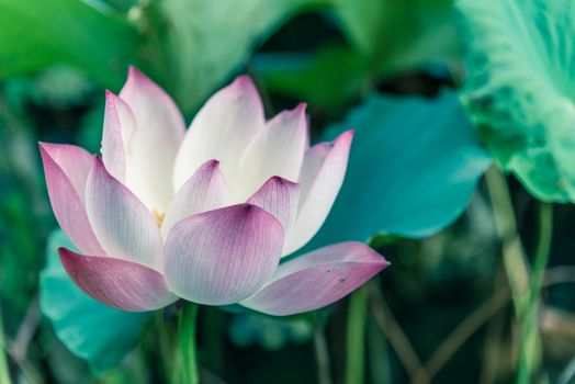 Bright pink and white lotus flower in full bloom with nice natural bokeh background. Blossom lotus with large green leaf at summertime in Vietnam.