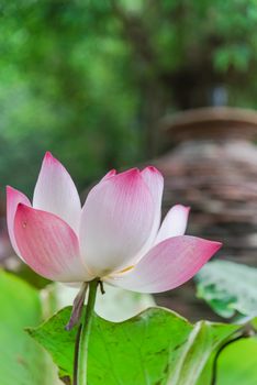 Single blossom pink lotus flower with ceramic pot fountain jar in background. Lotus is national flower of India and Vietnam