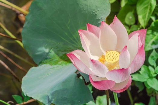 Blossom pink lotus flower and water drop at summertime in Vietnam. White and pink floral with golden stamen and large green leaf background.