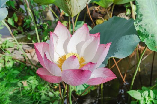 Top view blossom pink lotus flower with golden stamen at backyard garden pond in Vietnam. Beautiful blooming flower with large green leaf at summertime.