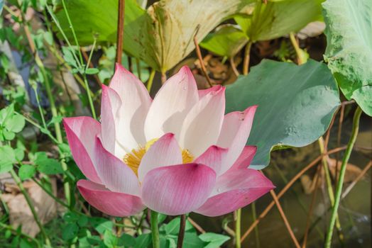 Blossom pink lotus flower and water drop at summertime in Vietnam. White and pink floral with golden stamen and large green leaf background.