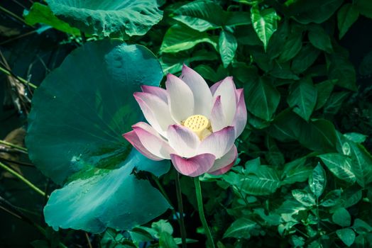 Top view blossom pink lotus flower with golden stamen at backyard garden pond in Vietnam. Beautiful blooming flower with large green leaf at summertime.