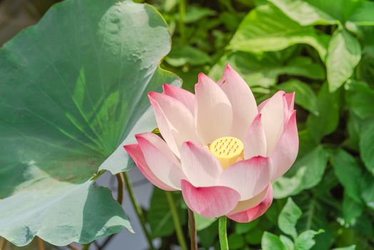 Beautiful blooming pink lotus flower with golden stamen (or Nelumbo nucifera gaertn, Nelumbonaceae, sacred lotus) cultivated in water garden. Lotus is national flower of India and Vietnam