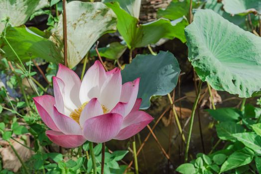 Top view blossom pink lotus flower with golden stamen at backyard garden pond in Vietnam. Beautiful blooming flower with large green leaf at summertime.