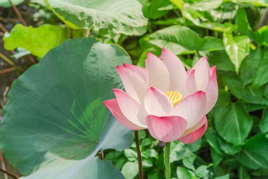 Beautiful blooming pink lotus flower with golden stamen (or Nelumbo nucifera gaertn, Nelumbonaceae, sacred lotus) cultivated in water garden. Lotus is national flower of India and Vietnam