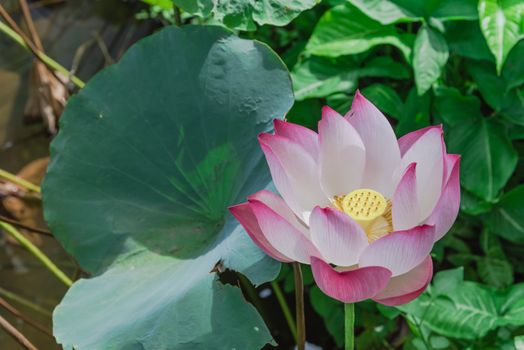 Beautiful blooming pink lotus flower with golden stamen (or Nelumbo nucifera gaertn, Nelumbonaceae, sacred lotus) cultivated in water garden. Lotus is national flower of India and Vietnam