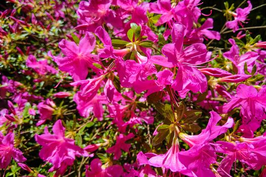 Mirabilis jalapa, the miracle of Peru or a four-hour flower, is the most common ornamental species of the Mirabilis plant and is available in various colors