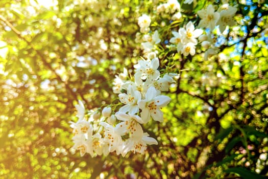 Flowers of the cherry blossoms on a spring day. nature