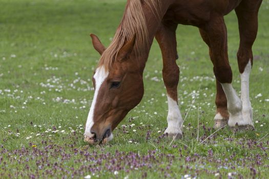 Very beautiful brown horse from switzerland