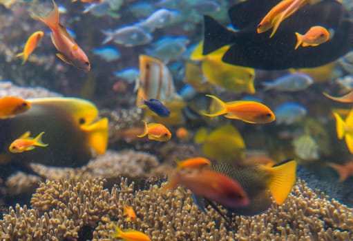 multicolored fish and marine organisms in an oceanarium. observation of aquatic life