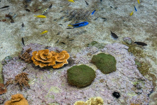 multicolored fish and marine organisms in an oceanarium. observation of aquatic life