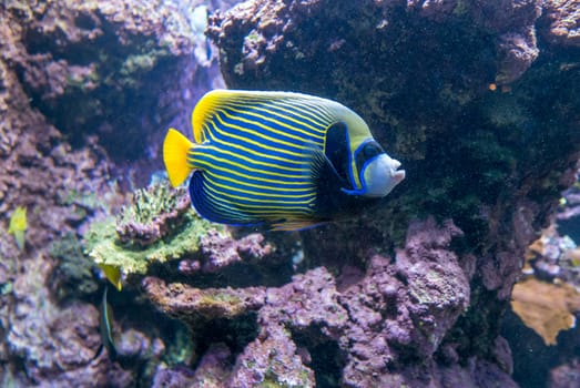 multicolored fish and marine organisms in an oceanarium. observation of aquatic life